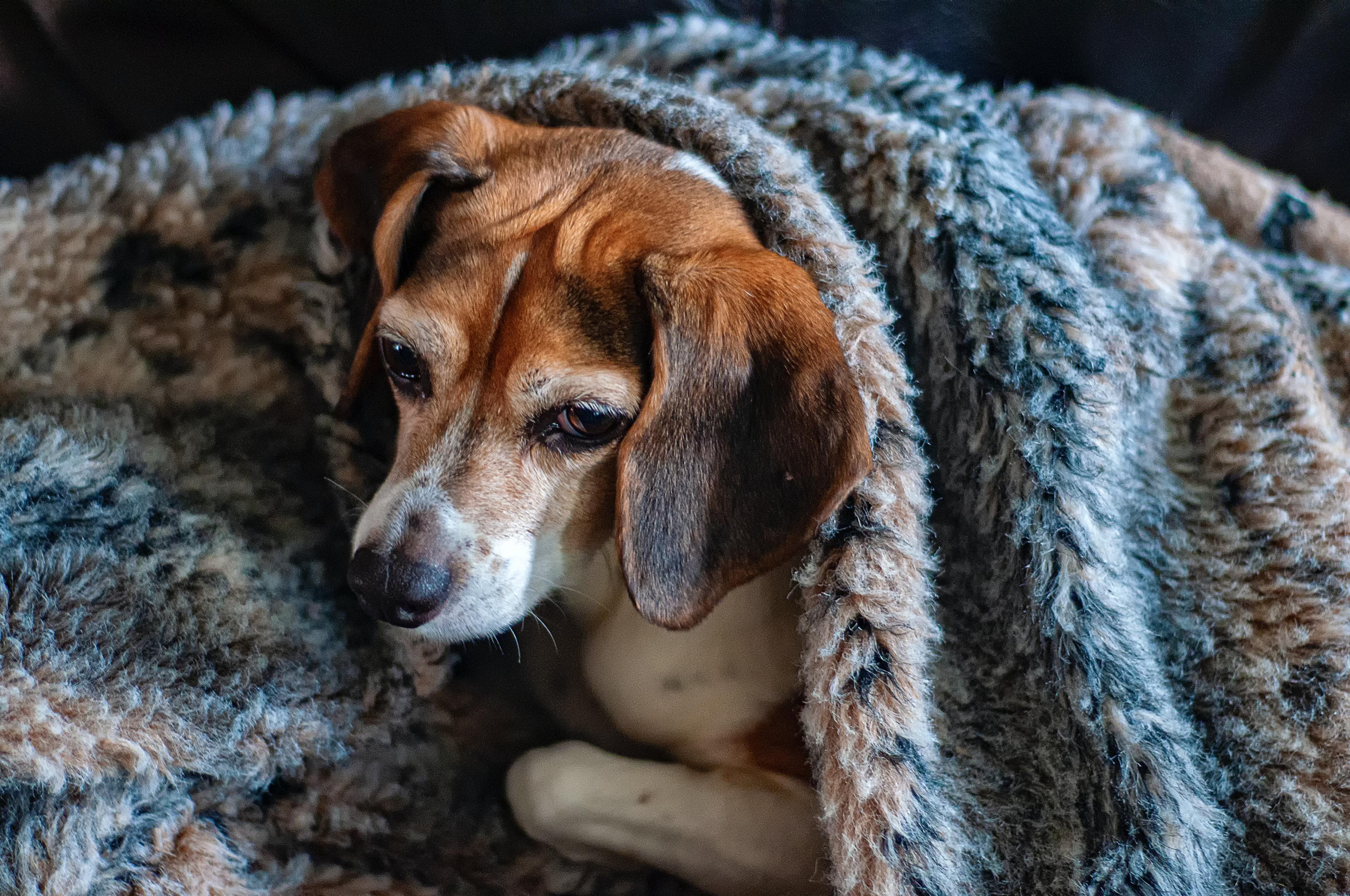 Old beagle dog wrapped up in a blanket to keep warm in winter