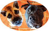 We love your pets like you do - it's all part of the House and Pets Sitters service